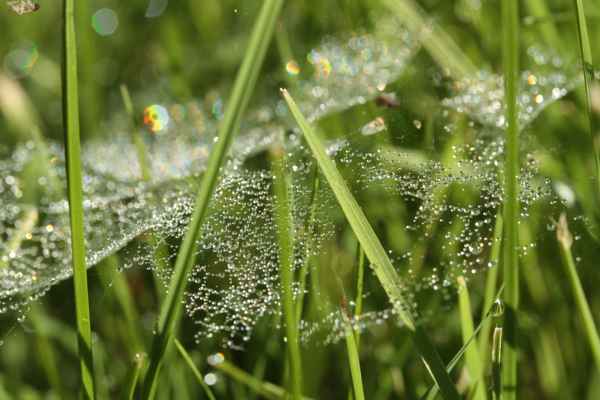 morgens in der wiese 2