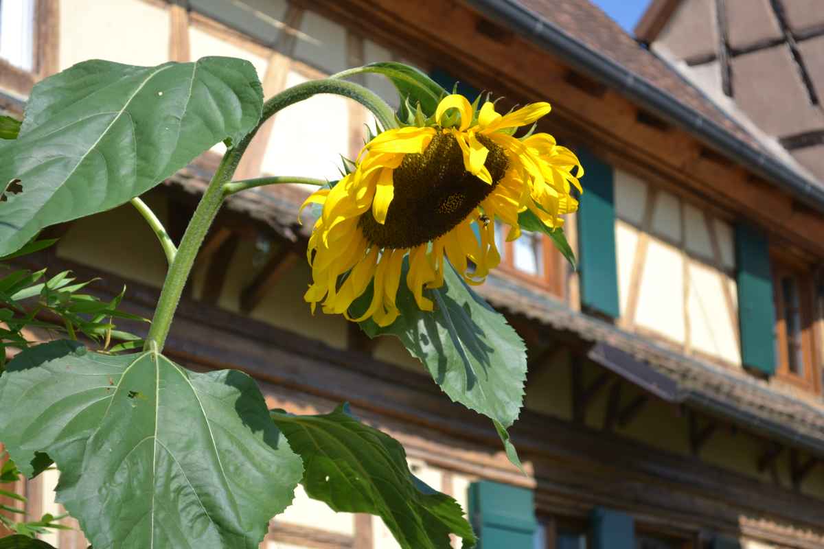 Fachwerk & Sonnenblume