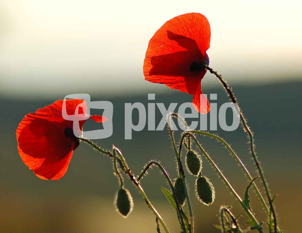 Roter Mohn