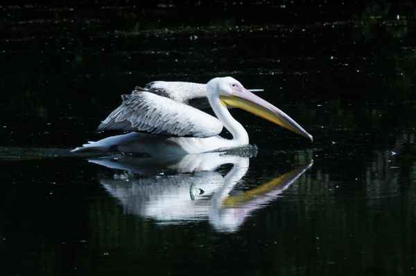 Pelikan