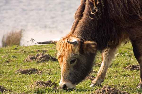 GallowayRind beim Grasen