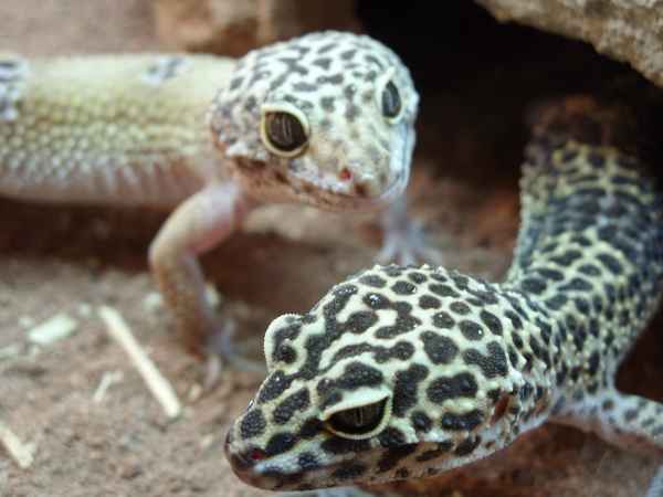 Leopardengekkos