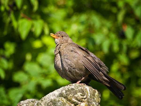 Amsel