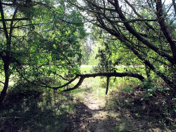 Baumhindernis im Wald