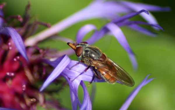 Feldschnabelschwebfliege