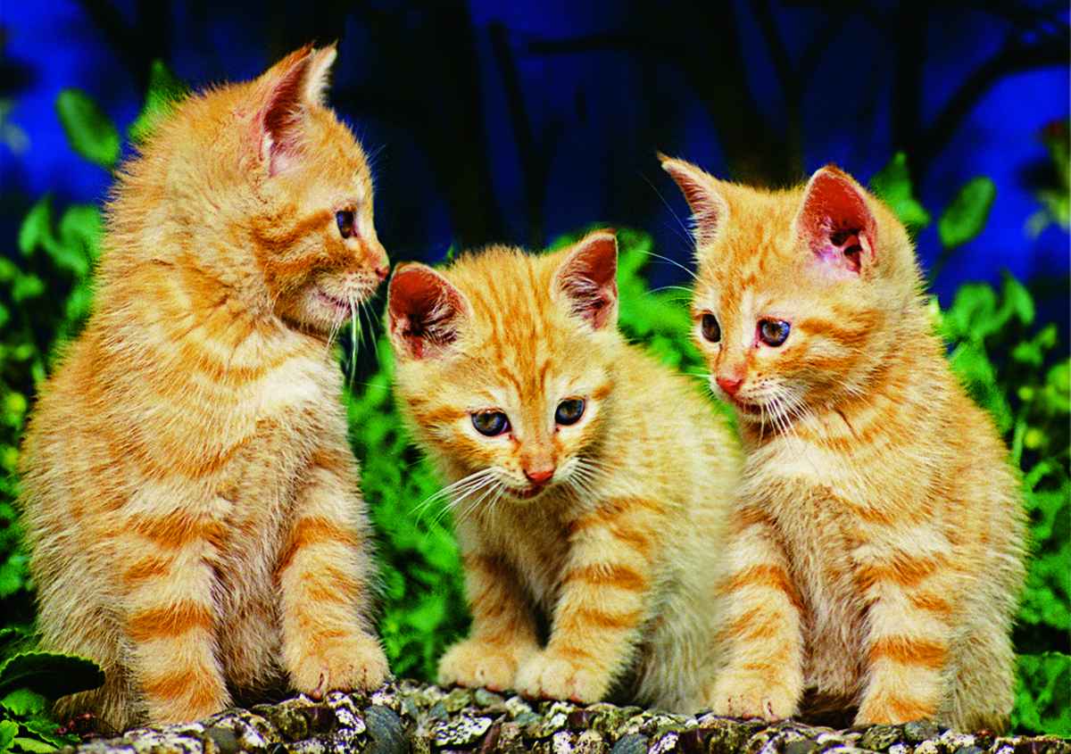 TRIO