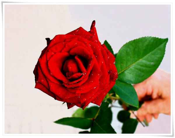 ROSENDUFT ZU VALENTIN I