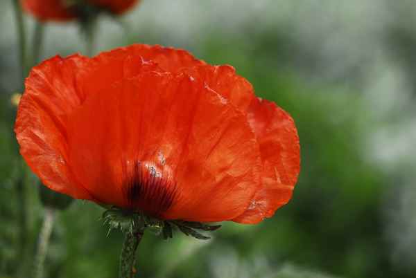 Mohn