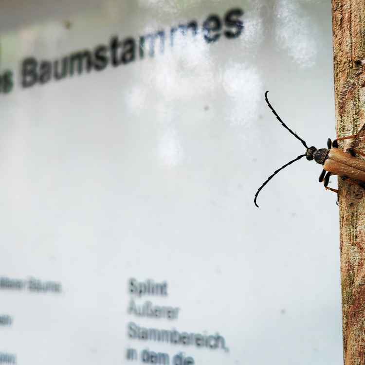 Ein K&auml;fer lernt nie aus