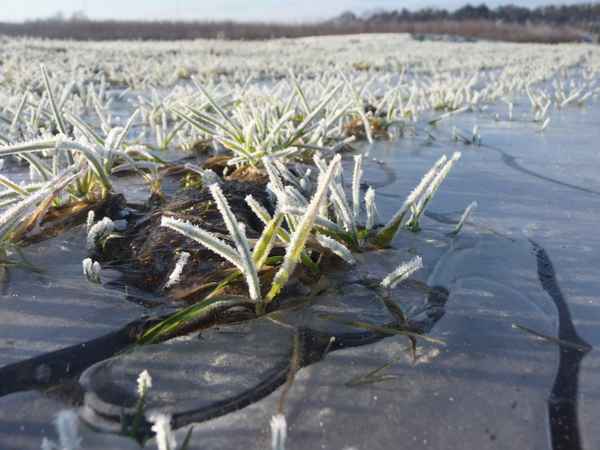 Wiese im Winter