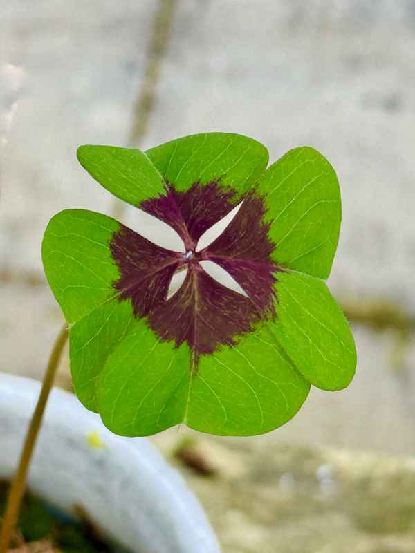 Glücksbringer Kleeblatt