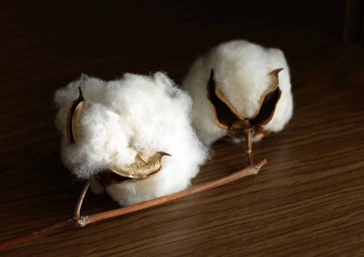 Baumwolle