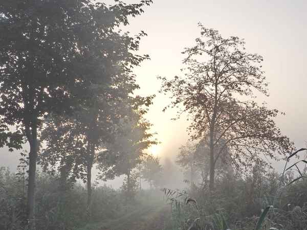 der weg zum moor