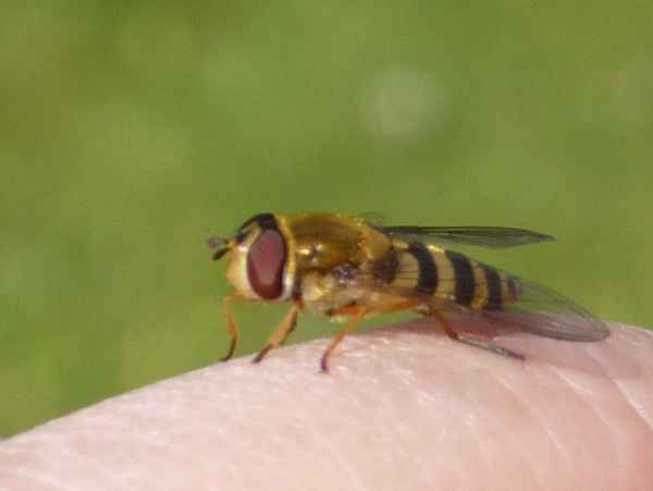 ich will doch nur spielen