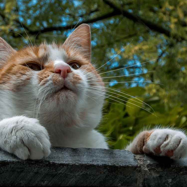 Auf der Mauer