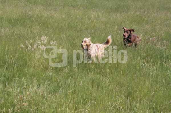 Balou und Numa