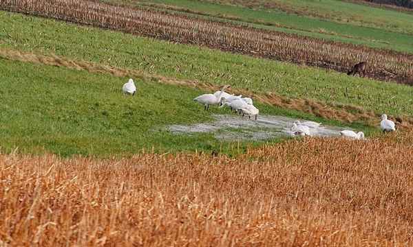 schwäne bei der rast
