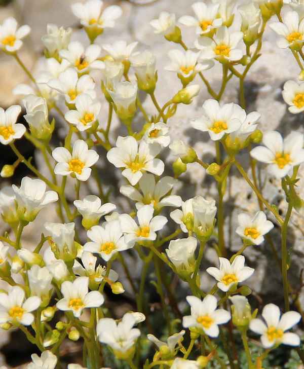 Rispen-Steinbrech 02