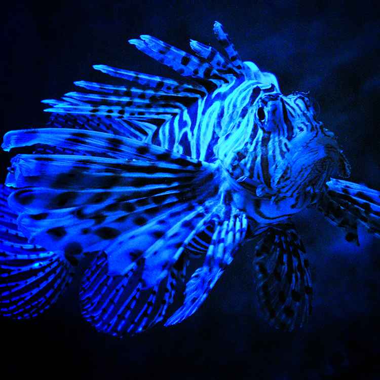 SKANDAL IM ZOO-AQUARIUM