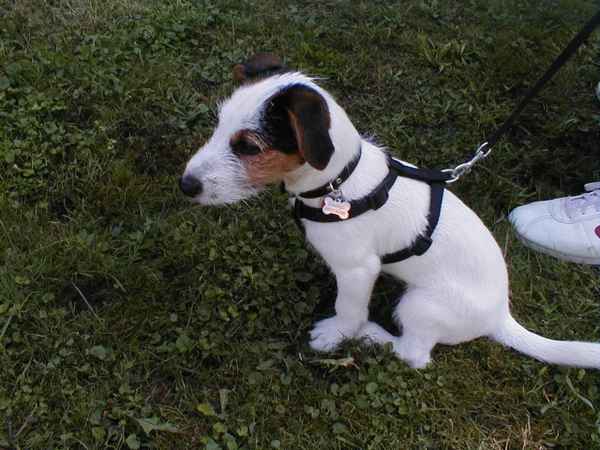 Parson Jack Russell Welpe