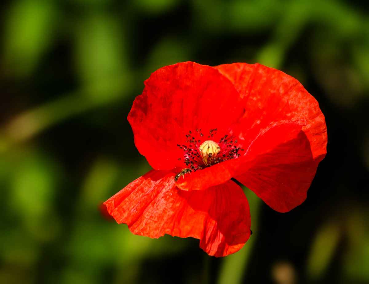 Klatschmohn