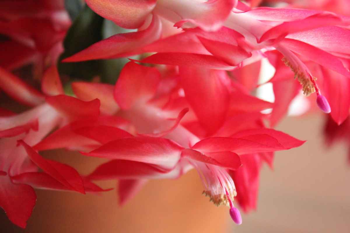 hauchzarte Blütenpracht / Weihnachtskaktus