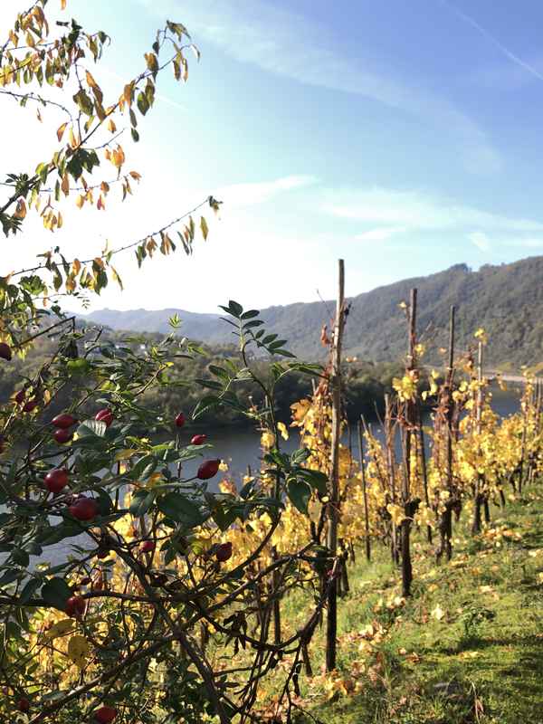 Hagebutten im Weinberg