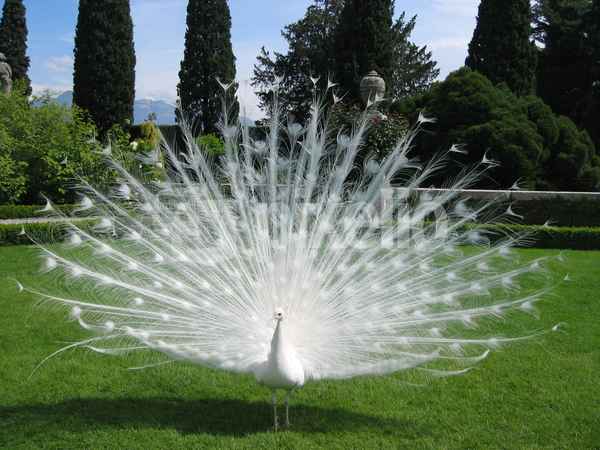 Stolzer Vogel 2
