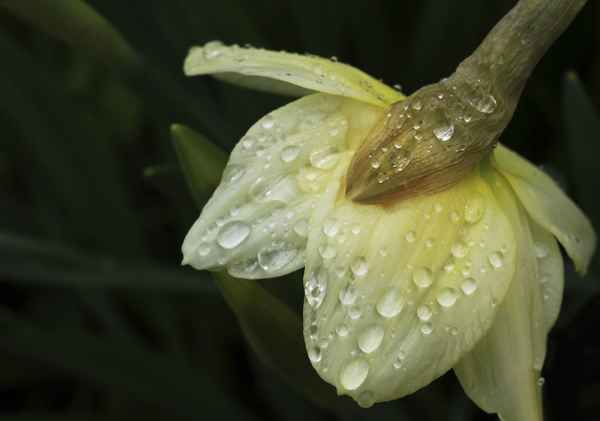 Tropfenweise Frühling 2.1