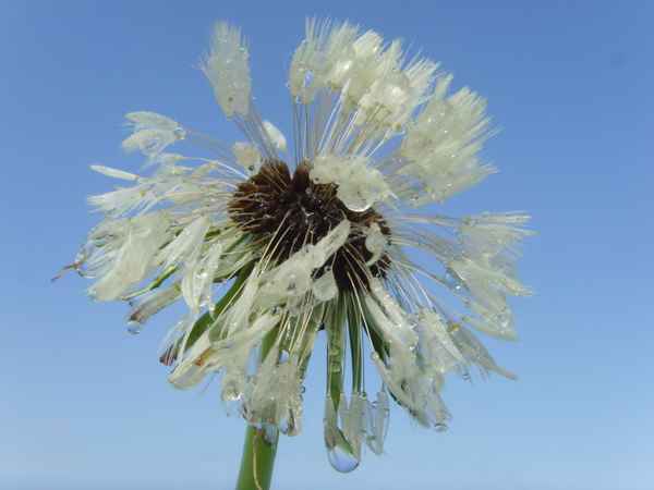 Morgentauschönheit - Gemeiner Löwenzahn