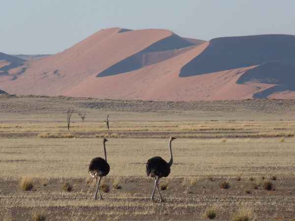 Strauße vor den Dünen von Sossusvlei/Namibia