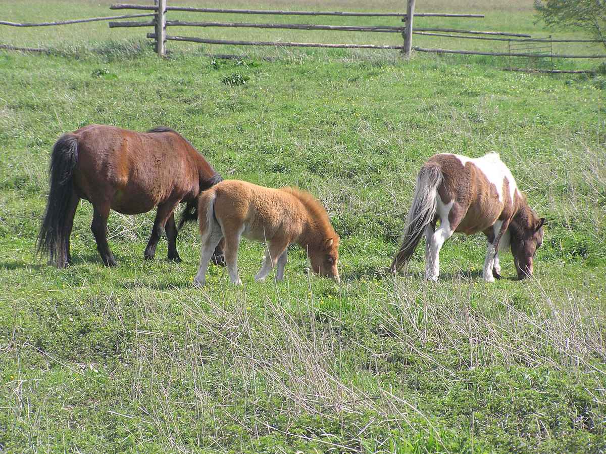 Familie
