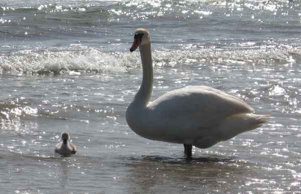 Ostsee-Schwan
