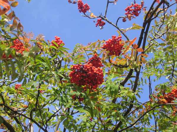 Vogelbeeren 2