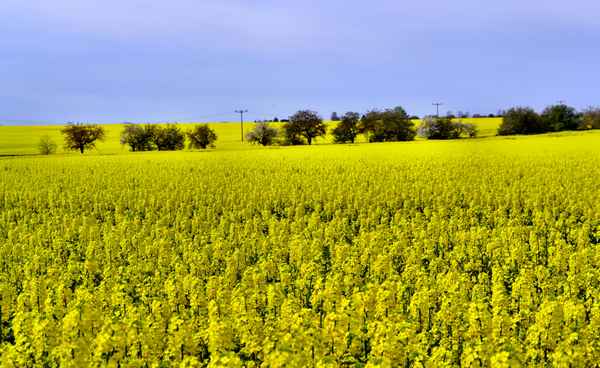 Raps ohne Ende