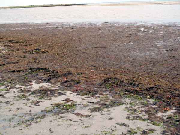 Schlickansammlung am Ufer 1