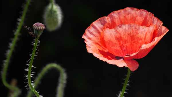 Mohnblüte