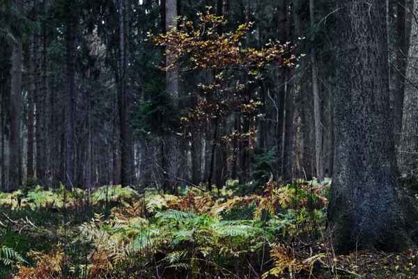 im Wald