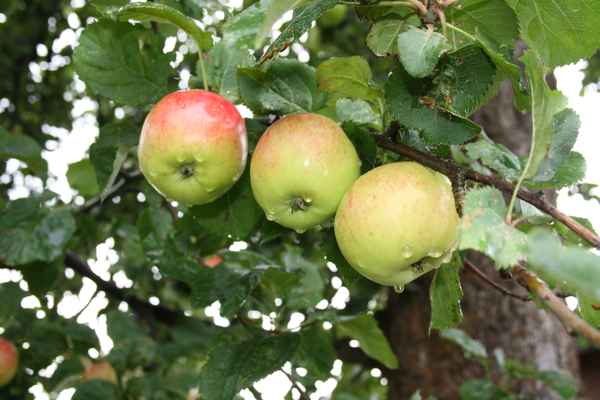 Äpfel sind gesund