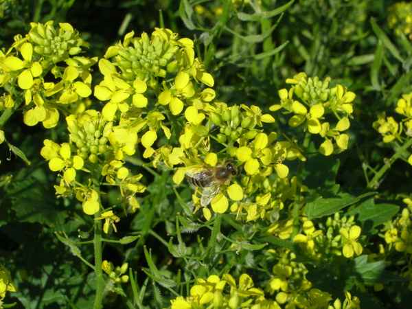 Senfblüte mit Biene 1