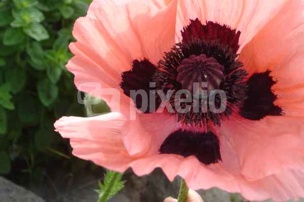 Großblütiger rosa Mohn_2