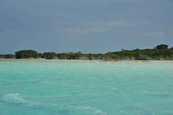 Mangroven in der Lagune der 7 Farben in Bacalar (Mexiko)