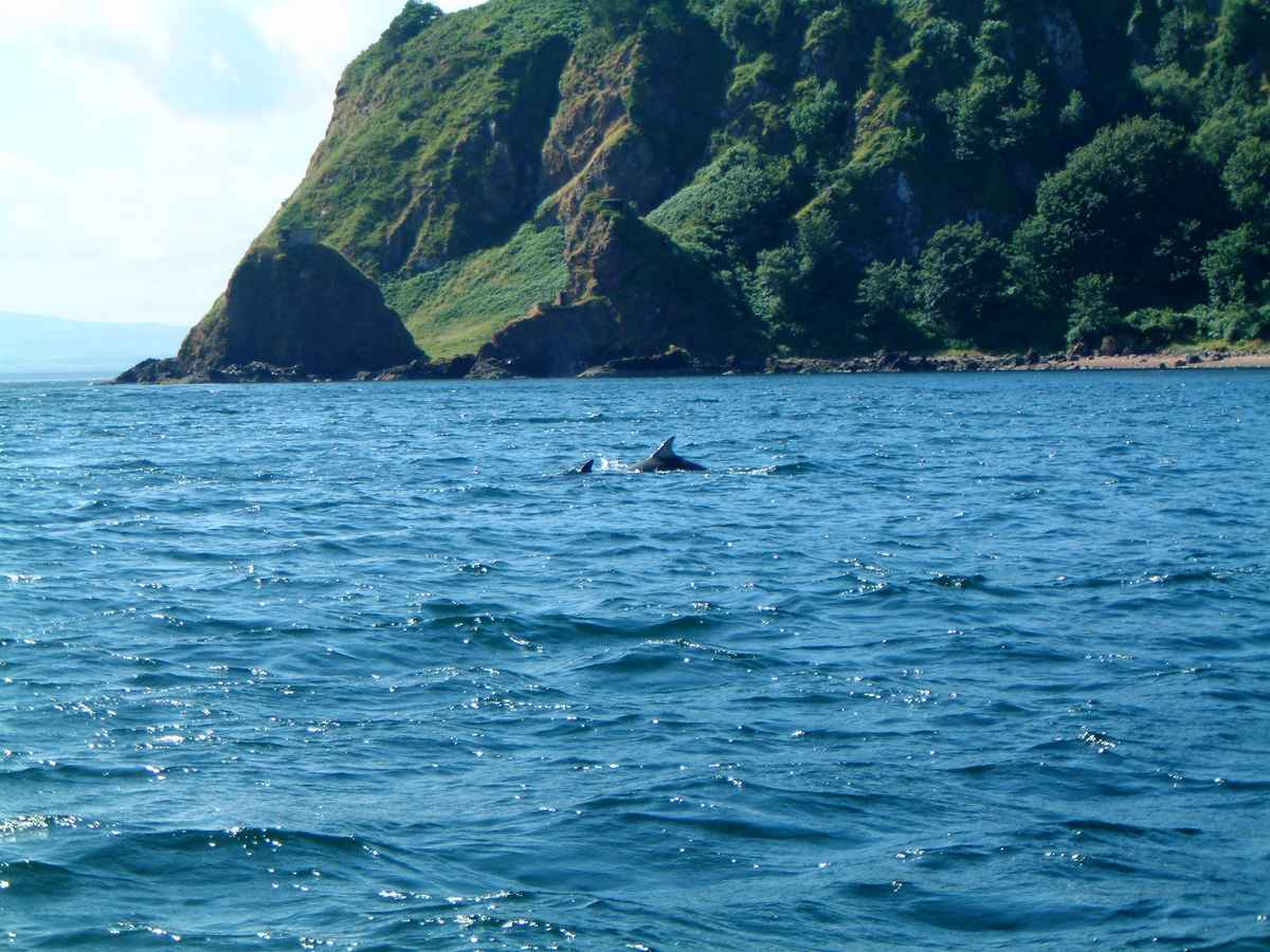 Delfin Mutter  und Kalb