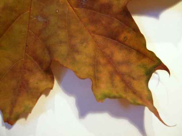 herbst 20