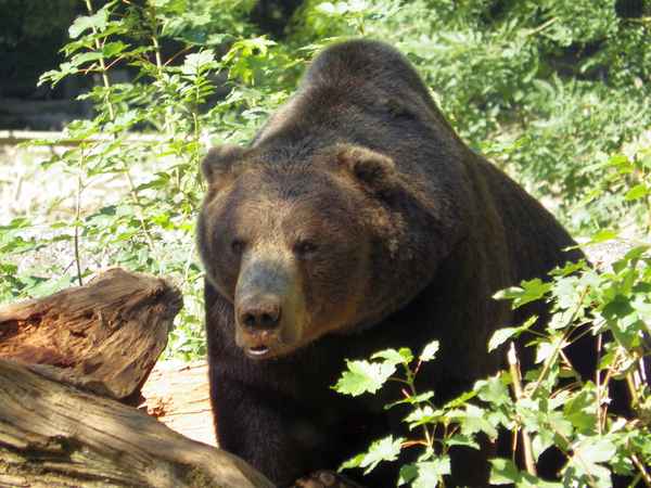 Europäischer Braunbär