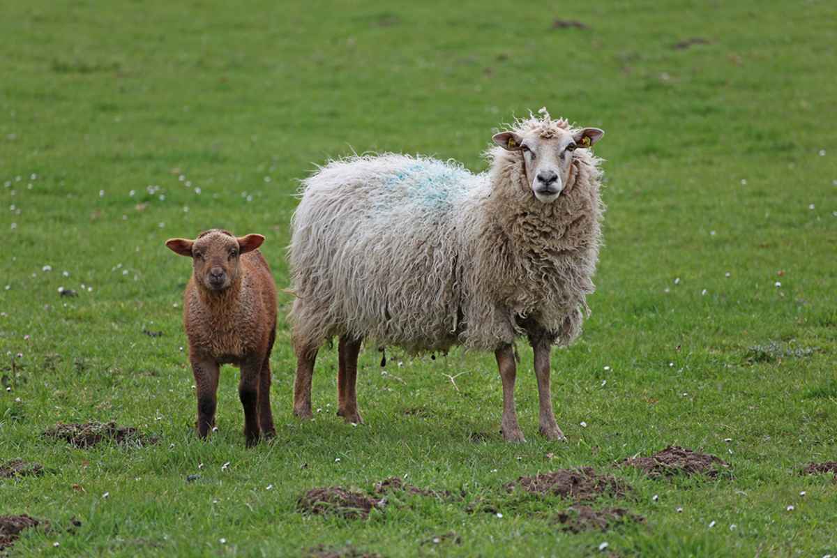 Ein schwarzes Schaf