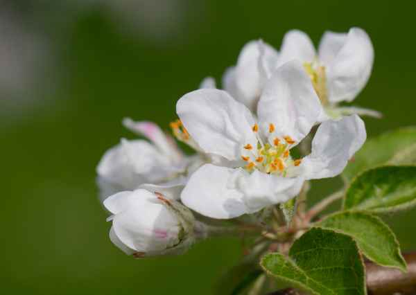 Frühling
