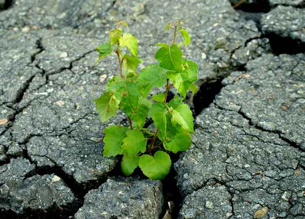 Das Leben bahnt sich einen Weg