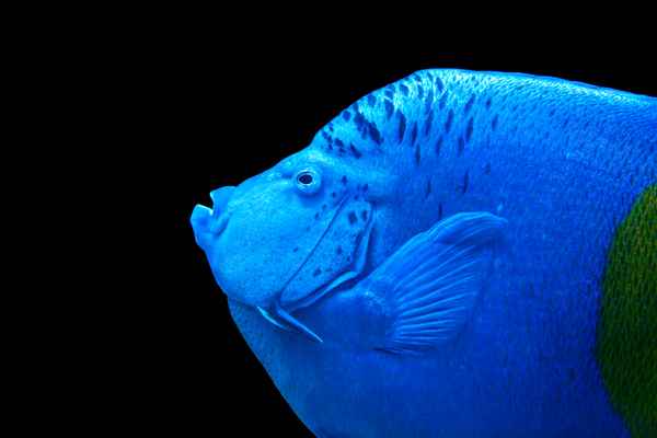 Arabischer Kaiserfisch Portrait