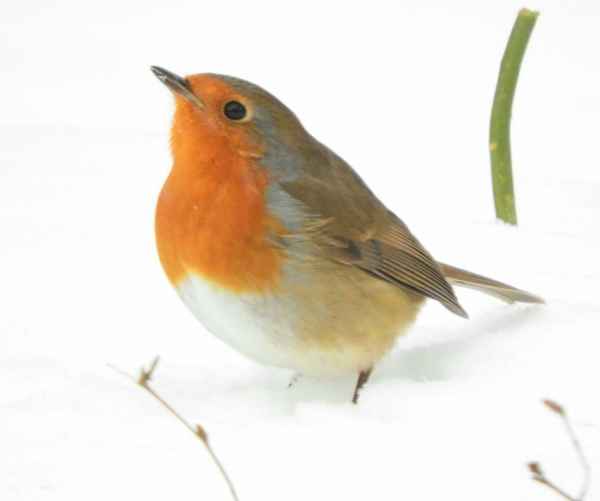 Rotkehlchen im Schnee